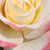 Żółto - różowy  - Róża wielkokwiatowa - Hybrid Tea - Athena®